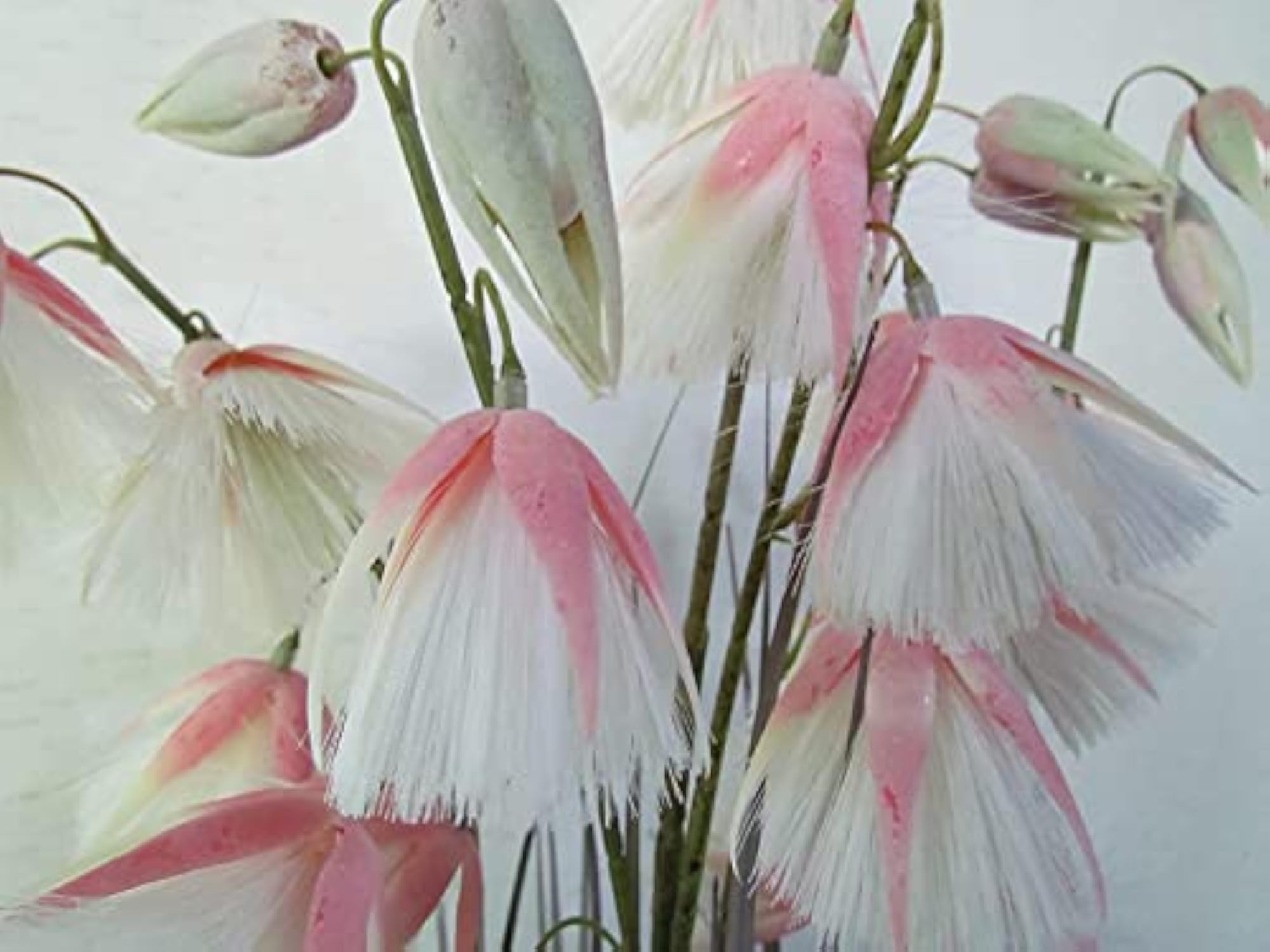 Princess Grass Artificial Plant with Basic Pot